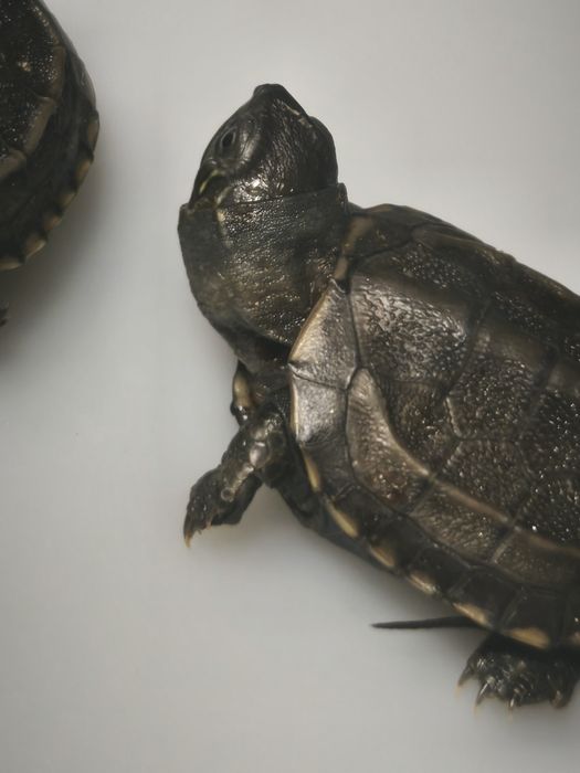 Żółw chiński (Mauremys reevesii) – łagodny, zdrowy, z dokumentami