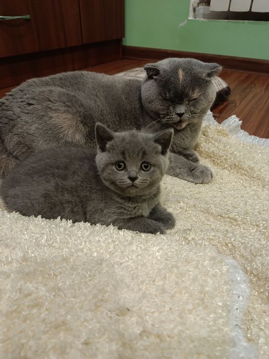 Скоттіш фолд, скоттіш страйт