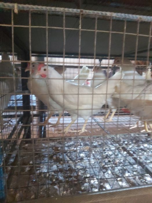 Кури молоді Доман Сенді