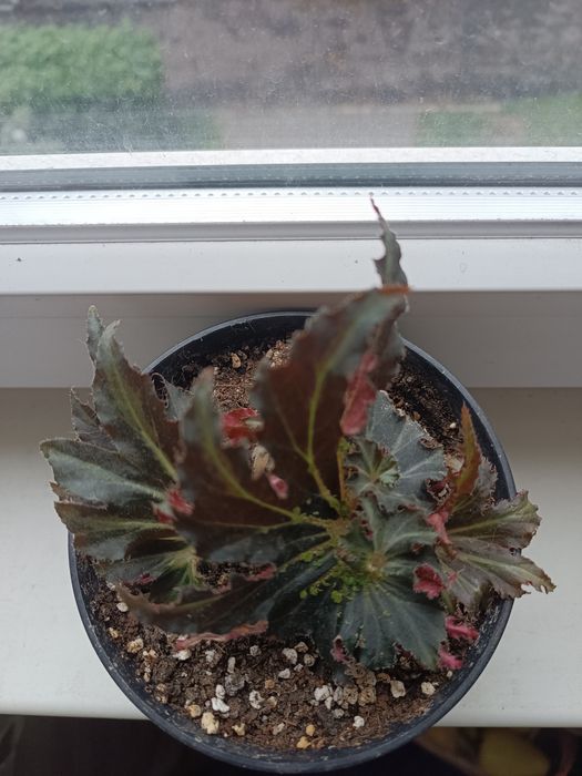 Бегонія фламенко