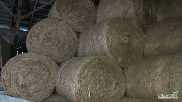 SIANO w belach balotach zbiór 2025 odpowiednio wysuszone mały rolnik