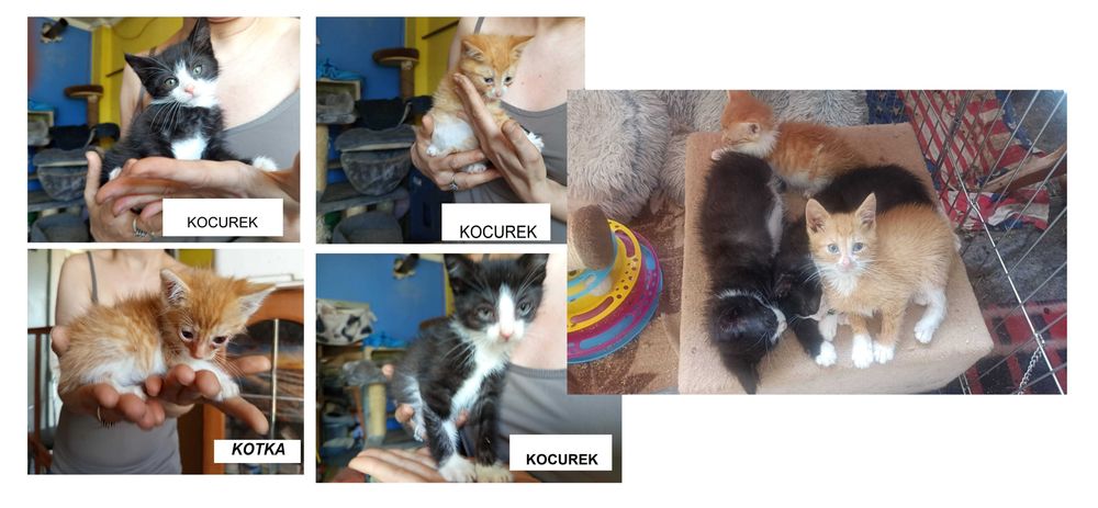 kocieta do adpocji