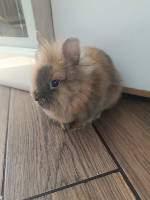 Królik miniaturka
