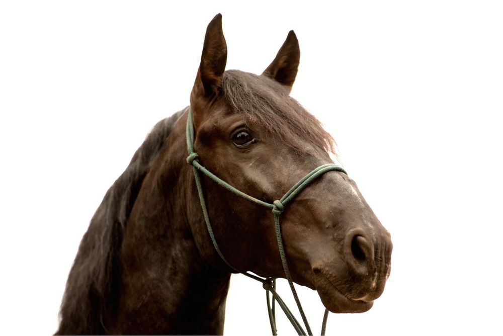 Cavalo puro sangue lusitano 4 anos