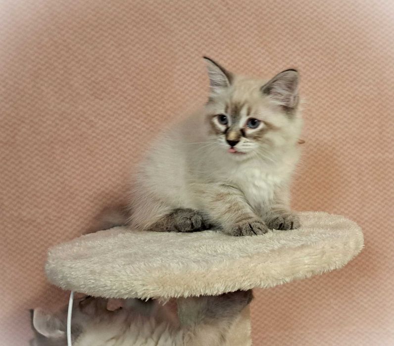 Koteczka Syberyjska Neva Masquerade – Greta, brązowa obróżka PZF