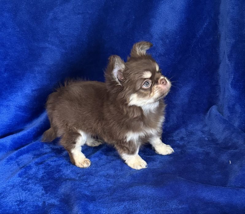 Красивий дш хлопчик