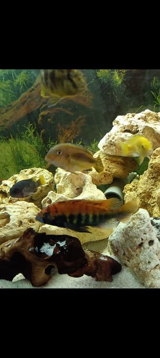 Macho juvenis Pundamilia nyererei ciclideos