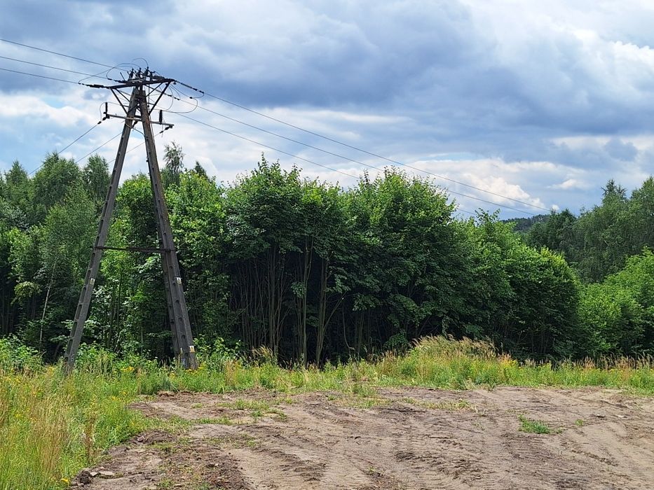 Drzewa do wycięcia na opał, pelet