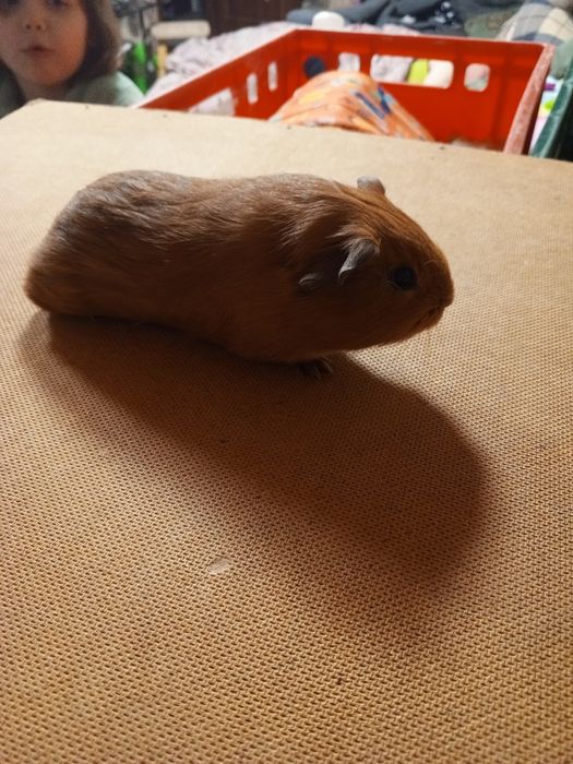 Продам морских свинок