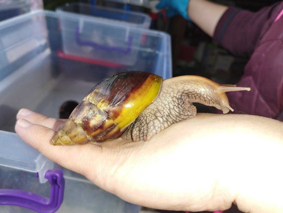 Равлики Ахатини