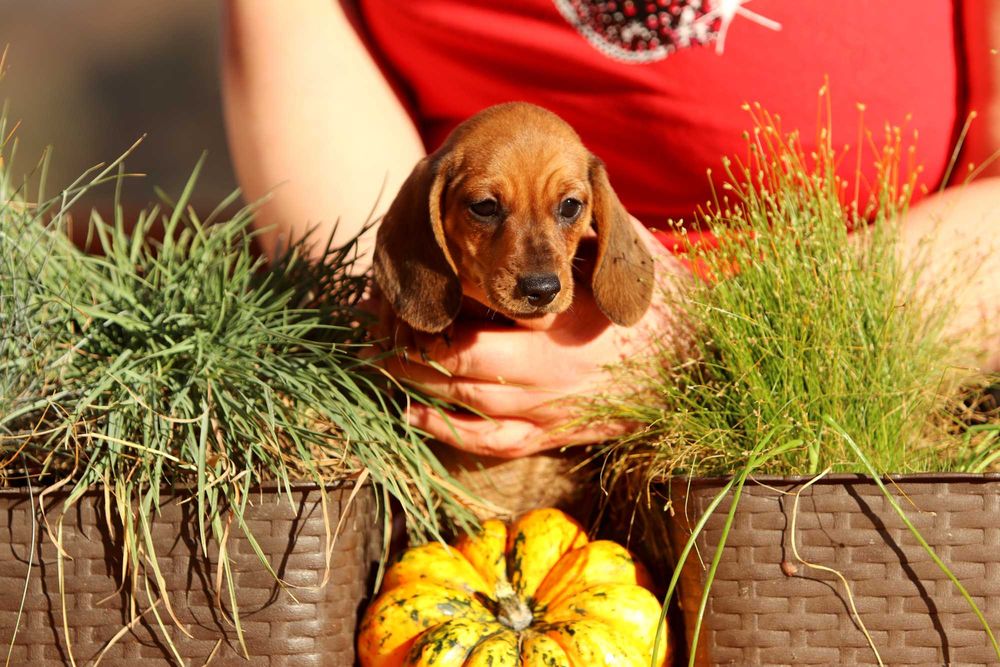 Jamnik króliczy krótkowłosy ZKwP/FCI cudny AMIGO