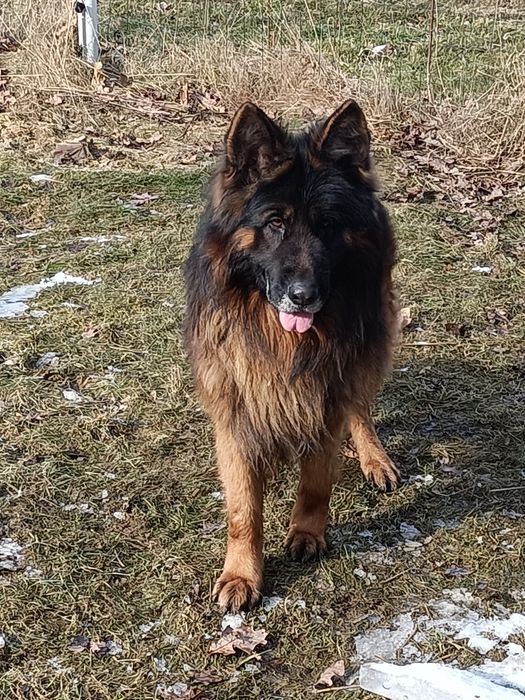 Owczarek niemiecki - suczka