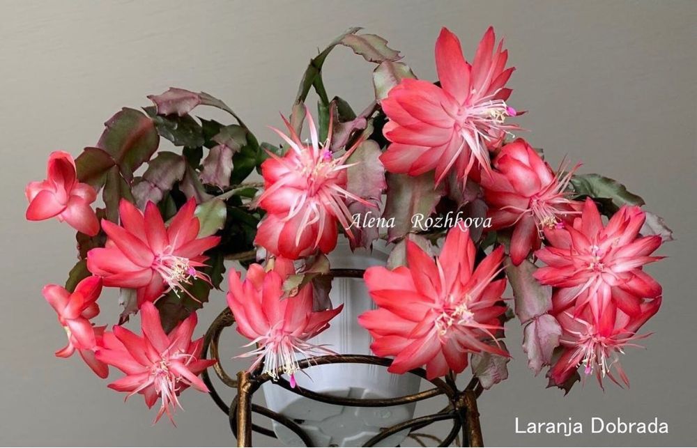 Шлюмбергера Laranja Dobrada