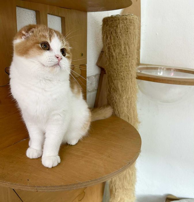 Menino scottish fold