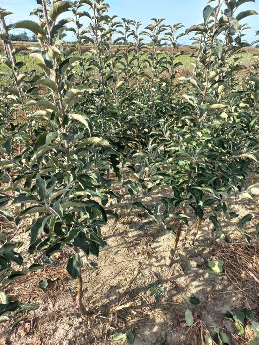 Drzewka owocowe - jabłonie