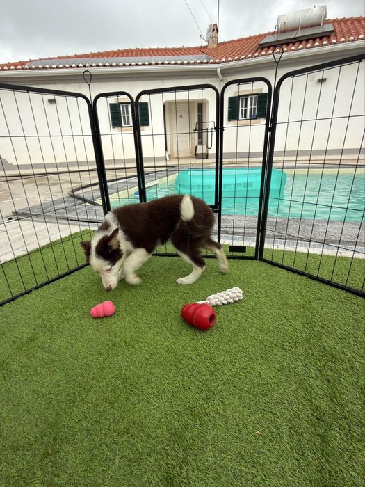 Border collie chocolate top