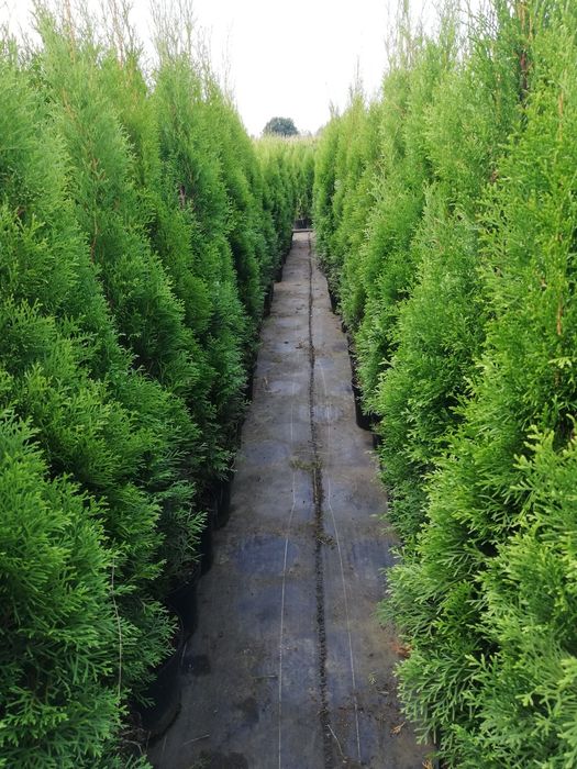 Tuja Thuja szmaragd  100cm Transport.