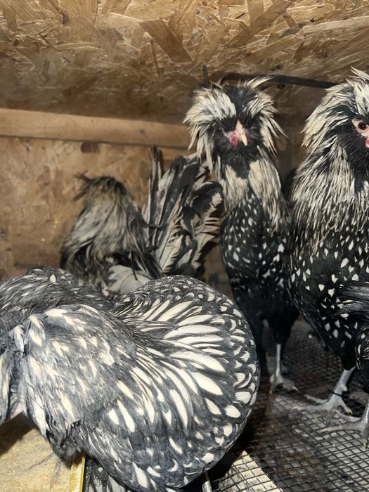 Падуани півні  срібло