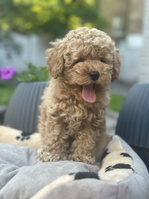 Super mini maltipu baby face