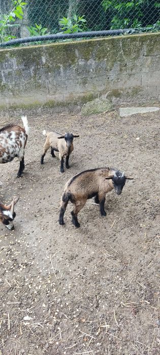 Cabras anas para venda