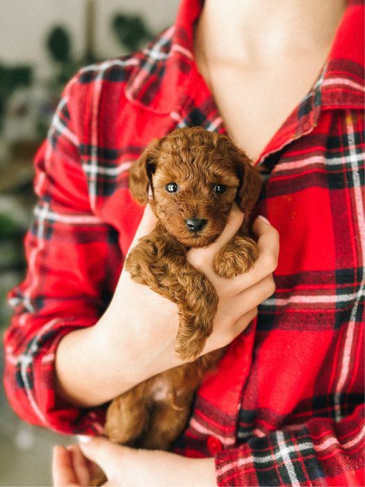 Доступний до бронювання той-пудель,хлопчик