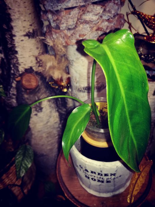 Philodendron Spiritus Sancti Santa Leopoldina UNIKAT monstera filodend