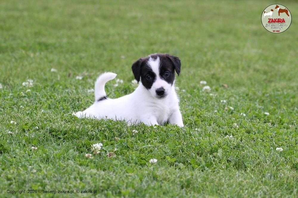 Jack Russell Terrier ZKwP| ZAKIRA FCI | SUCZKA gotowa do odbioru