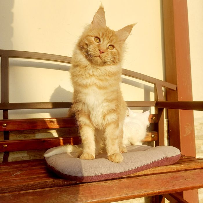 Велетні Мейн-кун