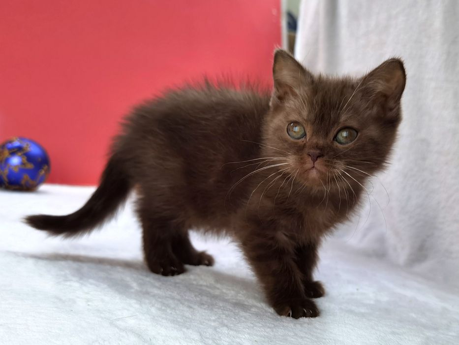 Клубная шоколадная кошечка из питомника с документами