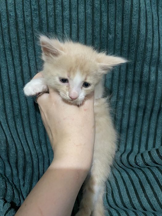 Котята ждут доброго друга