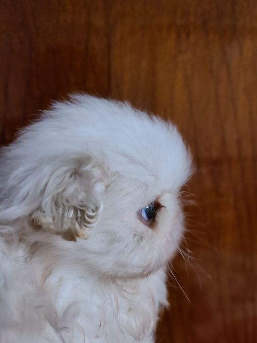 Королівські пекінеси чистокровні.