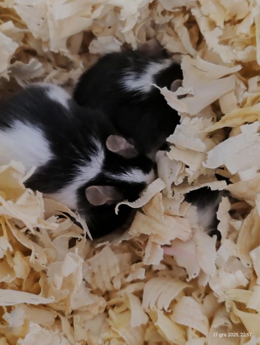 Oddam myszki za darmo