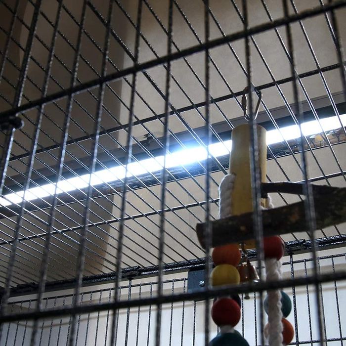 Arcadia 55 см 14W  Full-Spectrum + UV-B Bird