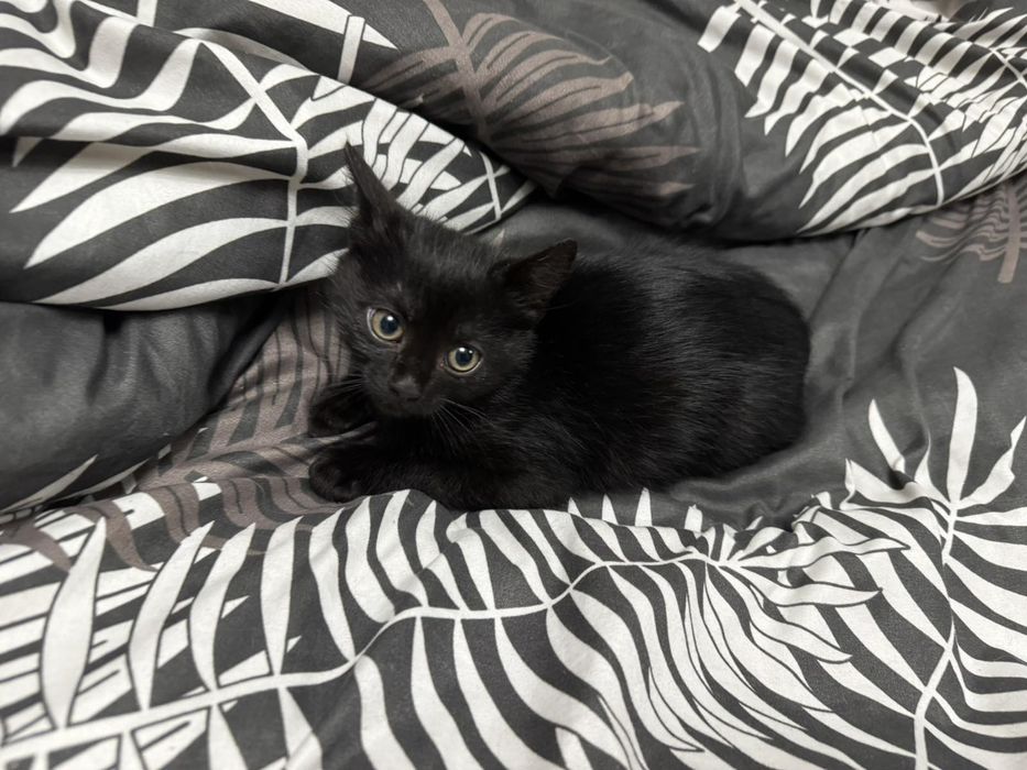 Віддамо в добрі  руки