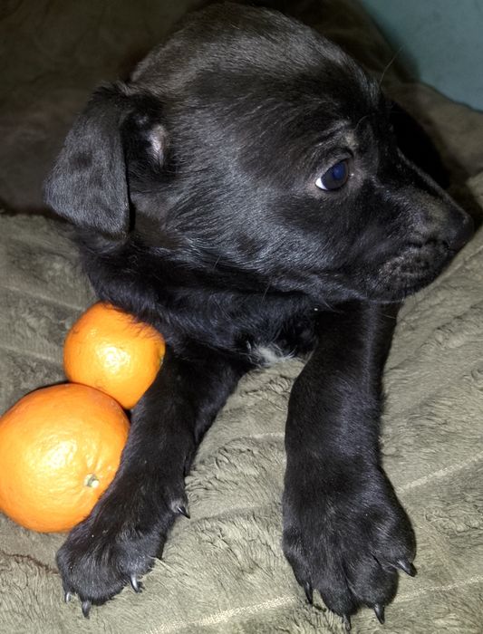 Шикарні цуценя бронюйте