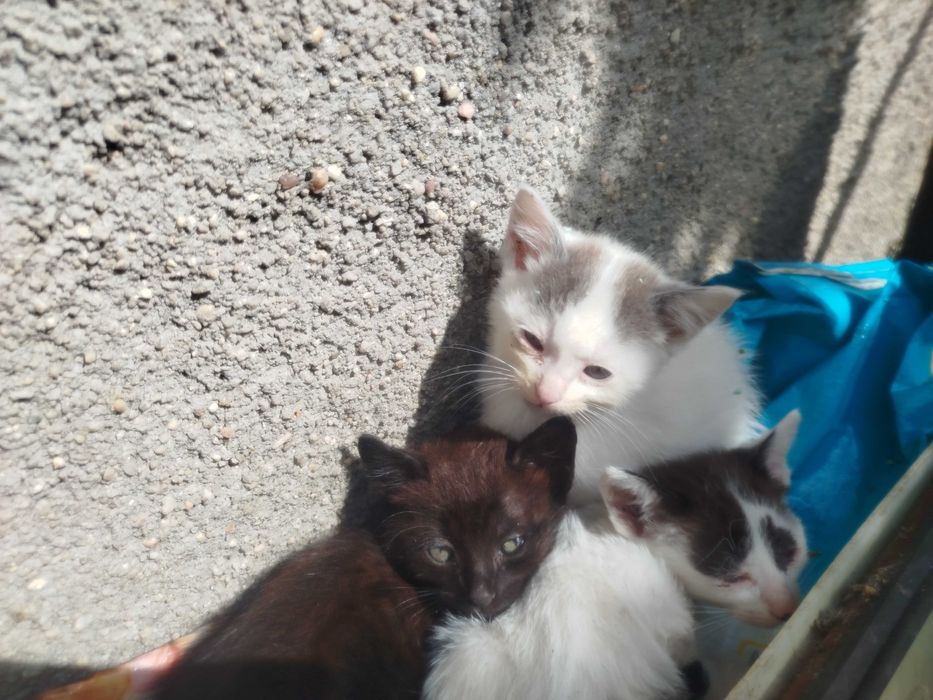 GATINHOS para dar
