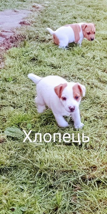 Джек Рассел тер'єр