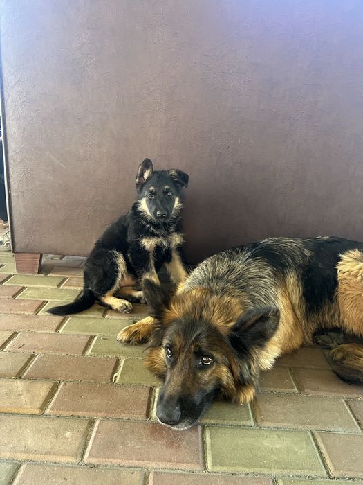 Цуценята німецької вівчарки 2 місяці