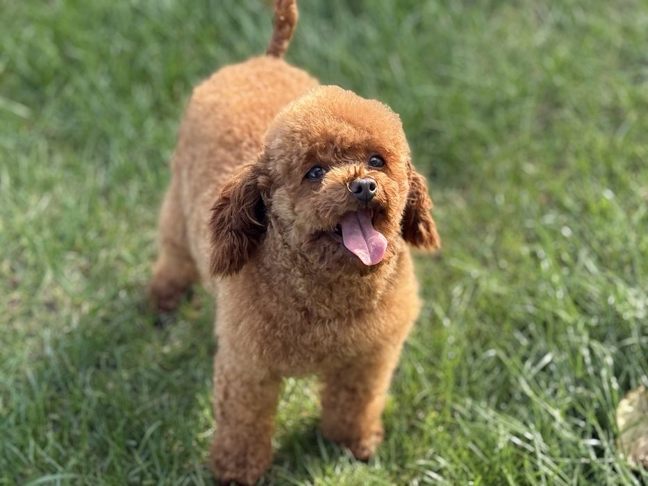 Pudel toy suczka malutka