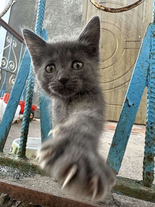 Ласкаві кошенята