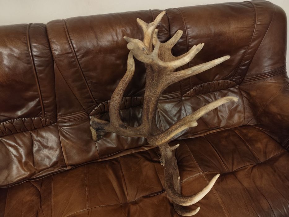 Poroże Jelenia Mocny Zrzut 5,2 kg Tyka Trofeum