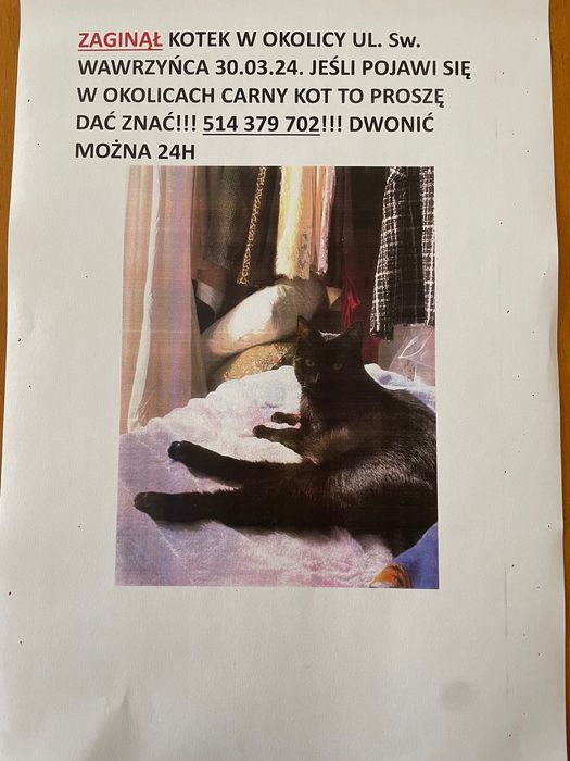 Zaginął czarny kot Jeżyce