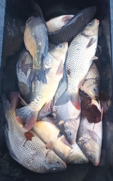 Karp i karaś handlowka oraz narybek Japonki