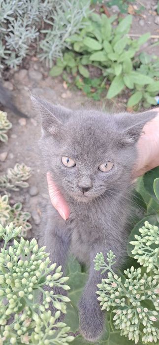 Кошенята безкоштовно