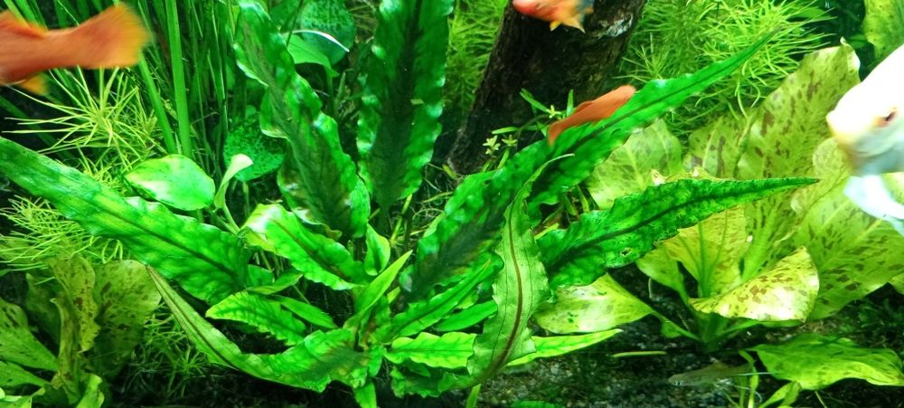 Cryptocoryne  Wendtii -Green i Brown