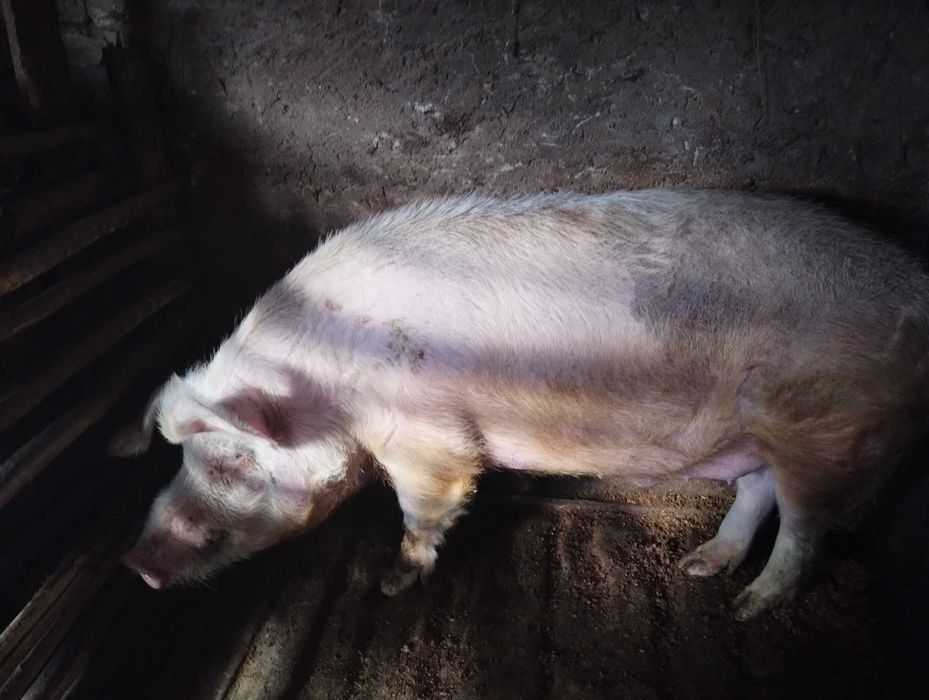 Кабан поверх 250 кг