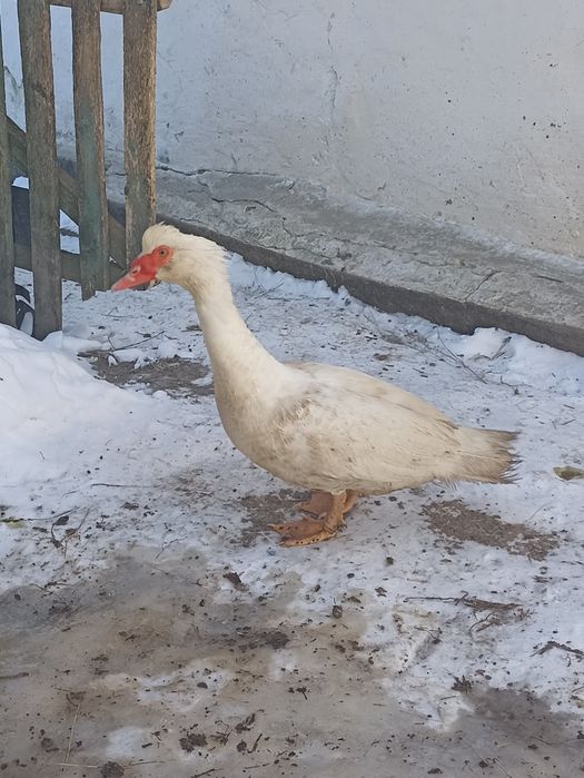 Продам молодого індокачора