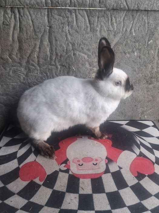 Samice kalifornijskie czarne