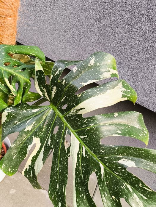 Monstera Thai duża