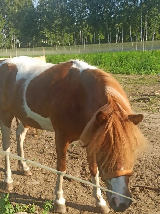 Kucyki, klacze, ogierki,